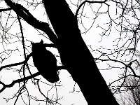 28688CrLe - An owl! In our tree!! Right outside the window!!!  Peter Rhebergen - Each New Day a Miracle